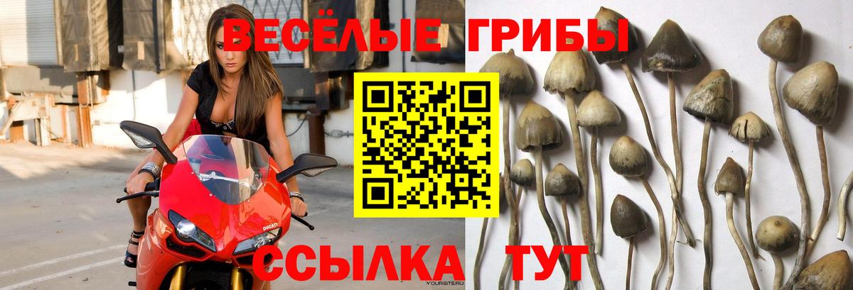 Псилоцибиновые грибы мицелий  где продают наркотики  Медногорск  Вход с VPN 
